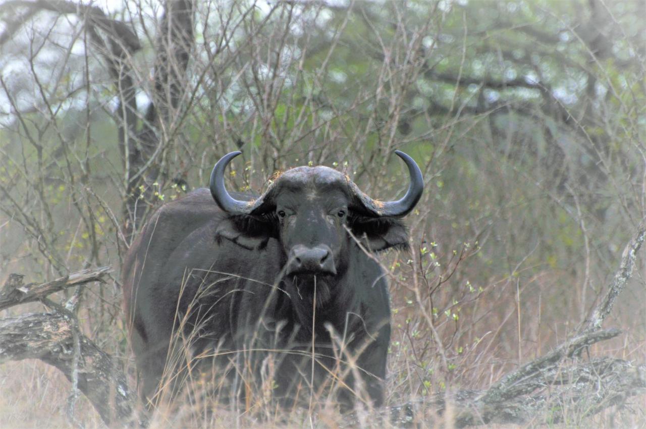 Hazyview Buffalo Game Lodge Esterno foto