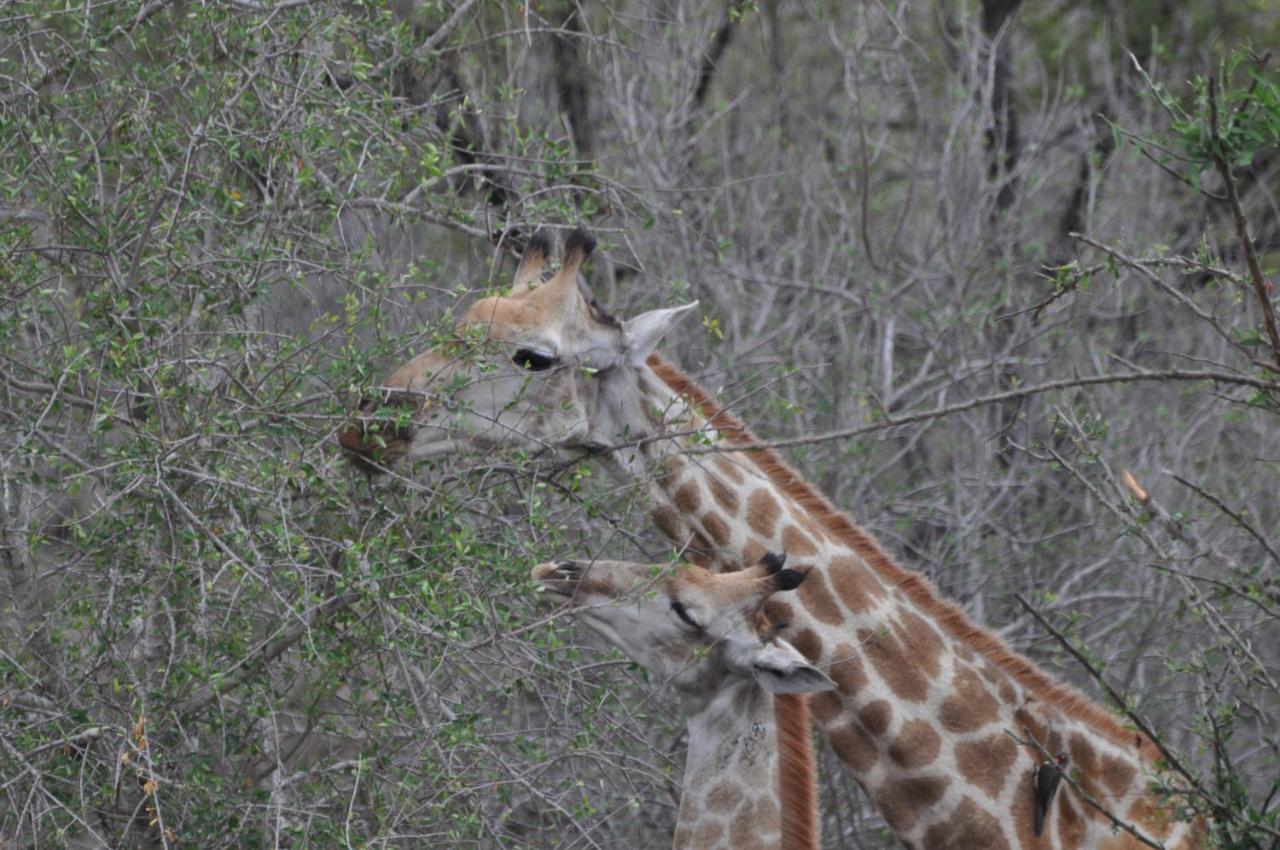 Hazyview Buffalo Game Lodge Esterno foto